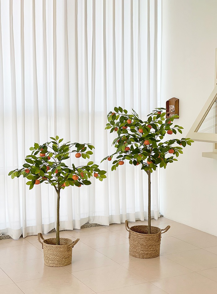 프루트 오렌지 조화나무 3-size